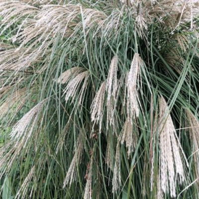 Мискантус китайский Сирене , P11 Мискантус китайский Сирене , P11 фото