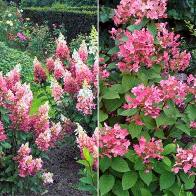 Комплект метельчатых гортензий Пунш Комплект метельчатых гортензий Пунш - Dolina-Sad.Ru