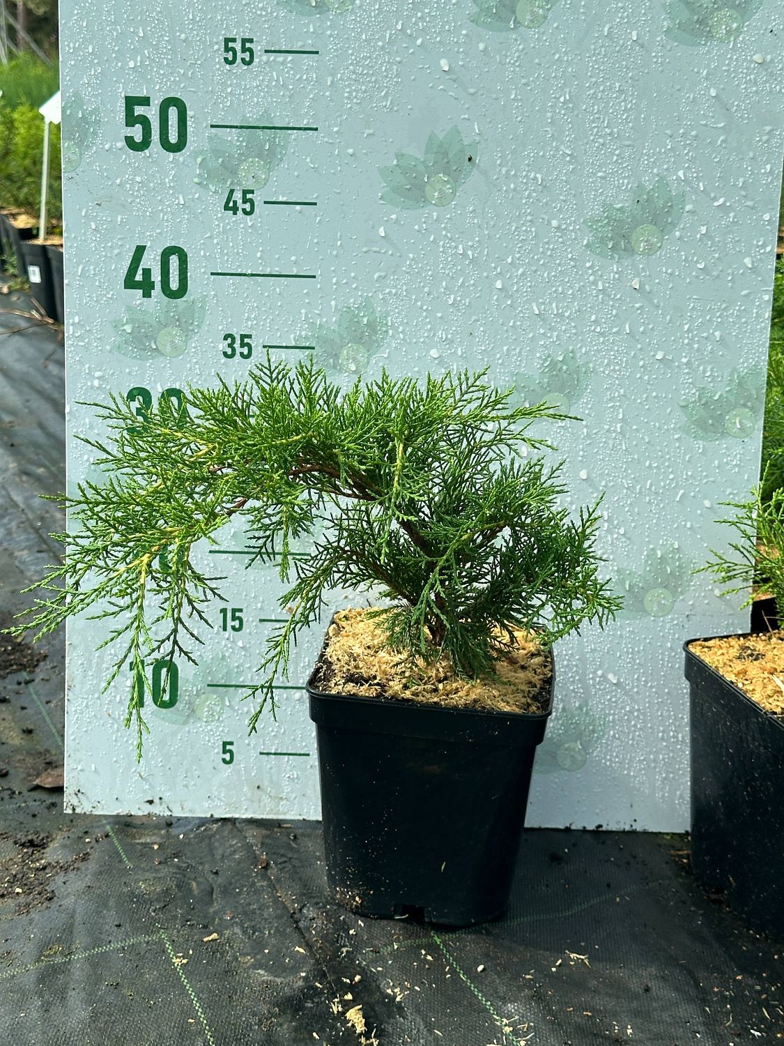 Можжевельник средний Пфитцериана Ауреа, С3 - Dolina-Sad.Ru