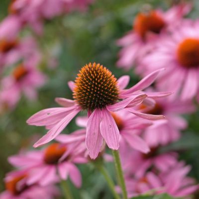 Эхинацея пурпурная Рубинштейн - Dolina-Sad.Ru
