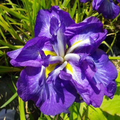 Ирис мечевидный Электрик Рэйс Ирис мечевидный Электрик Рэйс - Dolina-Sad.Ru