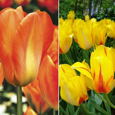 Набор 9197 фото