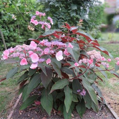 Гортензия шершавая Хот Шоколад, С3 Гортензия шершавая Хот Шоколад, С3 - Dolina-Sad.Ru