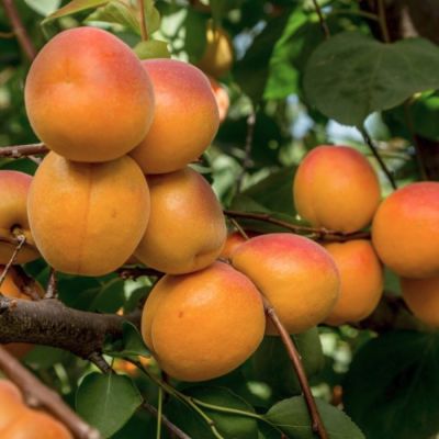 Абрикос Уралец Абрикос Уралец - Dolina-Sad.Ru