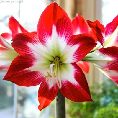 Амариллис Трес Чик фото