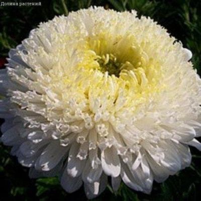 Астра Антарктида Астра Антарктида фото