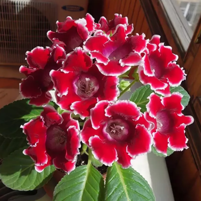 Глоксиния Аванти красная с белым краем F1 фото