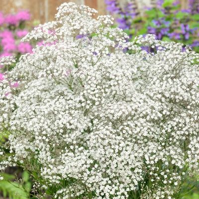 Гипсофила метельчатая - Dolina-Sad.Ru