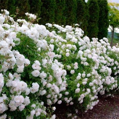 Роза Вайт Фейри Роза Вайт Фейри - Dolina-Sad.Ru