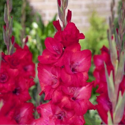 Гладиолус Натан - Dolina-Sad.Ru