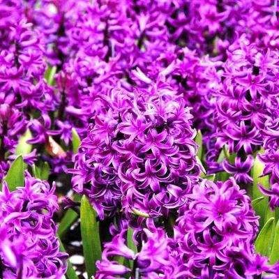 Гиацинт Перпл Сенсейшн Гиацинт Перпл Сенсейшн фото