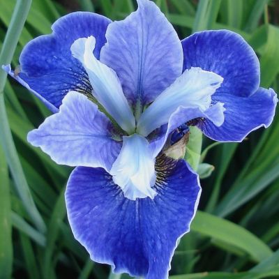 Ирис Блю Планет Ирис Блю Планет - Dolina-Sad.Ru