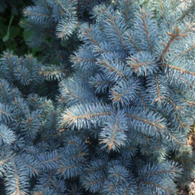 Ель колючая Глаука Маджестик Блю Ель колючая Глаука Маджестик Блю фото