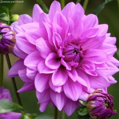 Георгина Блю бой Георгина Блю бой фото