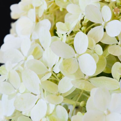 Гортензия метельчатая Мэджикал Маттерхорн, С2 - Dolina-Sad.Ru