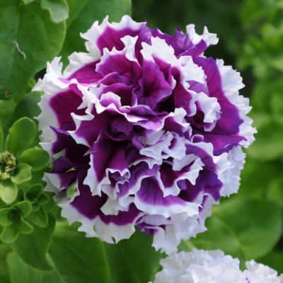 Петуния Махровые Пируэтт микс Петуния Махровые Пируэтт микс фото