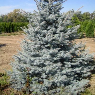 Ель колючая Эдит Ель колючая Эдит фото