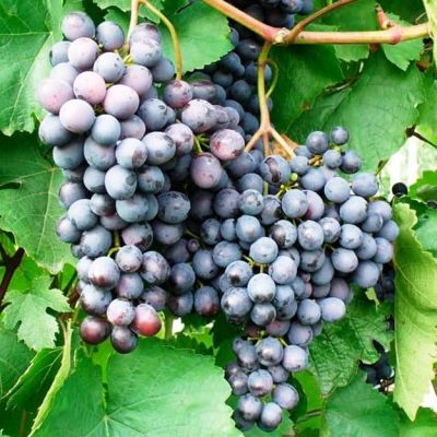 Виноград Аметистовый Виноград Аметистовый фото