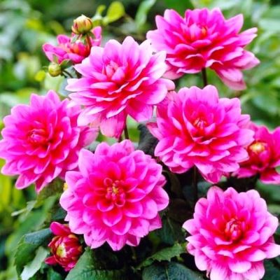 Георгина Блюзетте Георгина Блюзетте фото