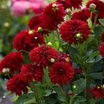 Георгина Мелоди Мамбо Георгина Мелоди Мамбо фото