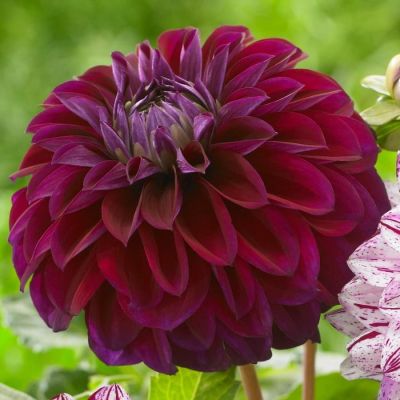 Георгина Буран Георгина Буран фото