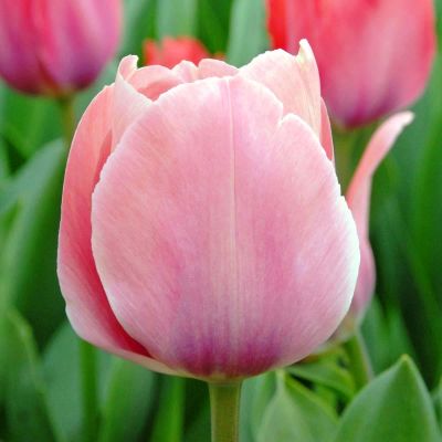 Тюльпан Мистик Ван Эйк Тюльпан Мистик Ван Эйк фото