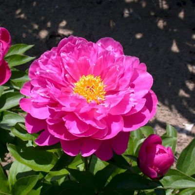 Пион Найс Гал Пион Найс Гал - Dolina-Sad.Ru