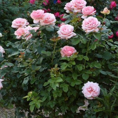 Роза Афродита 1 - Dolina-Sad.Ru