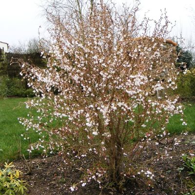 Сакура Койо-но Маи Сакура Койо-но Маи фото