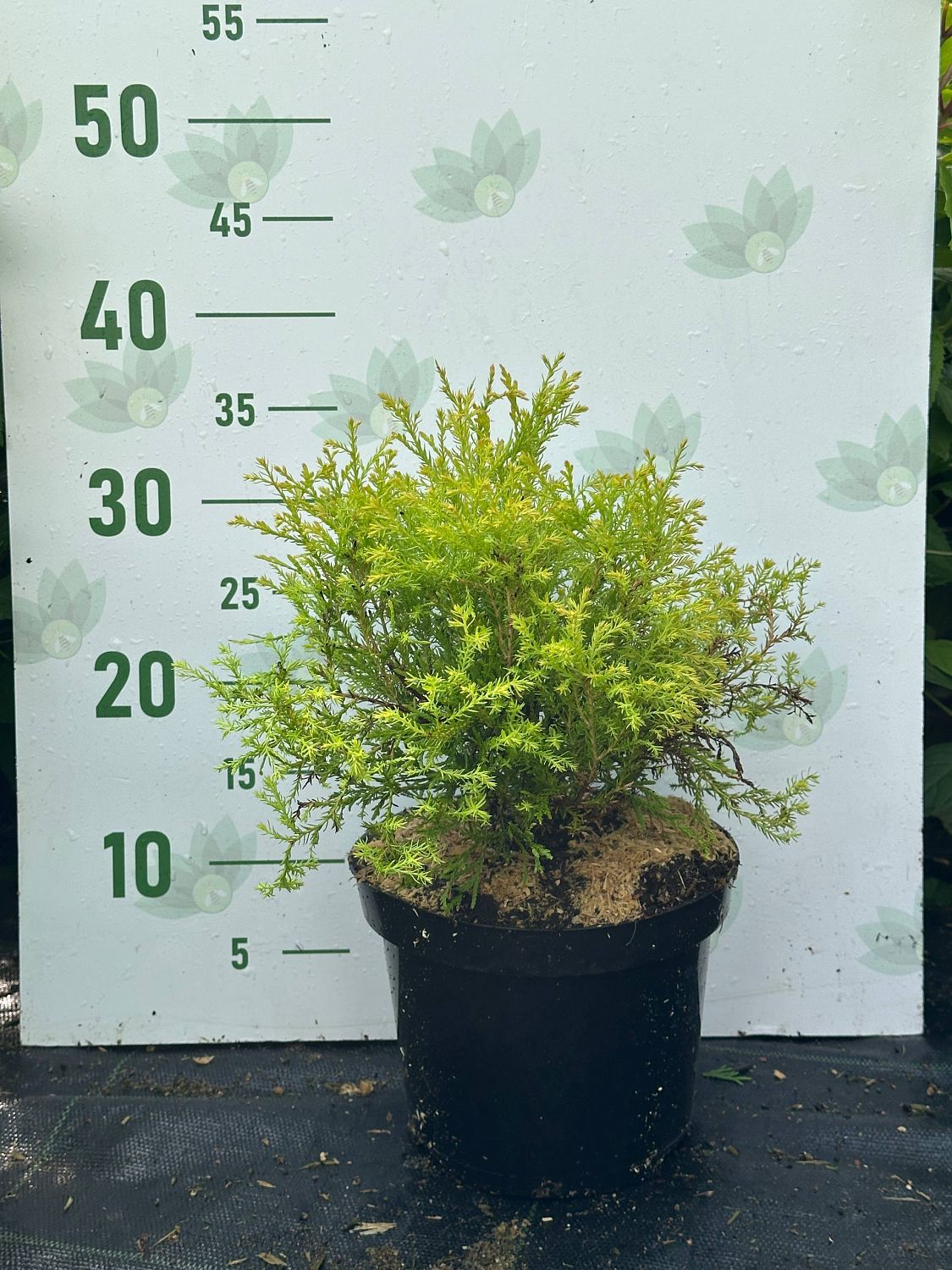 Туя западная Рейнголд, С3 - Dolina-Sad.Ru