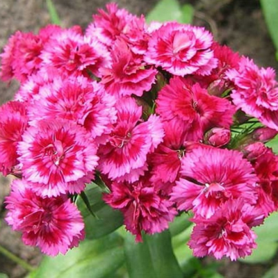 Гвоздика перистая Мэджик Гвоздика перистая Мэджик фото