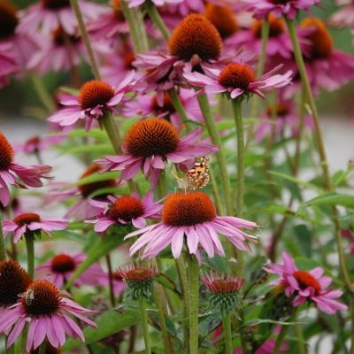 Эхинацея пурпурная Рубинштейн - Dolina-Sad.Ru