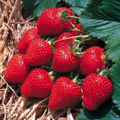 Комплект саженцев клубники Флоренс Комплект саженцев клубники Флоренс - Dolina-Sad.Ru