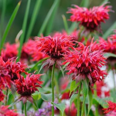 Монарда Кембридж Скарлет фото