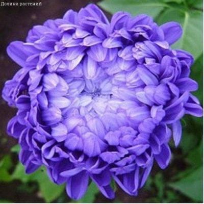 Астра Вайолеттер пионовидная Астра Вайолеттер пионовидная фото