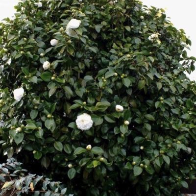 Камелия японская Нобилиссима Камелия японская Нобилиссима - Dolina-Sad.Ru