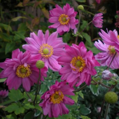 Анемона Памина Анемона Памина - Dolina-Sad.Ru