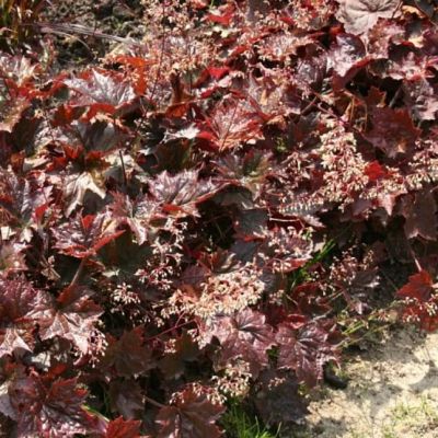 Гейхера Капучино Гейхера Капучино - Dolina-Sad.Ru