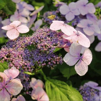 Гортензия пильчатая Мэджик Пиллоу, С3 Гортензия пильчатая Мэджик Пиллоу, С3 - Dolina-Sad.Ru