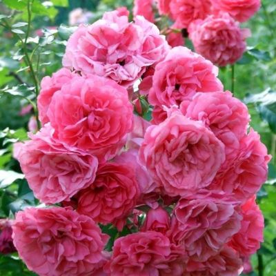 Роза Парад Роза Парад - Dolina-Sad.Ru