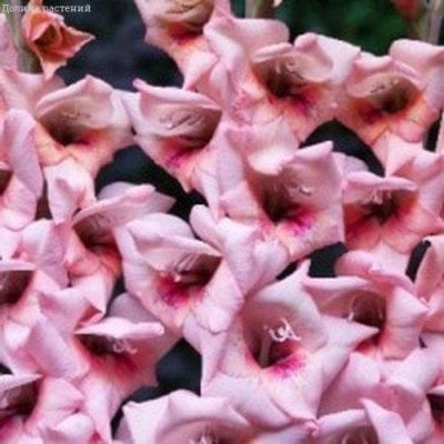 Гладиолус Бастиа Гладиолус Бастиа фото