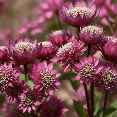 Астранция крупная Ларс - Dolina-Sad.Ru