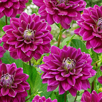 Георгина Малдини Георгина Малдини - Dolina-Sad.Ru