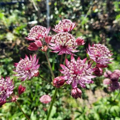 Астранция Дарк Шайни Айз - Dolina-Sad.Ru