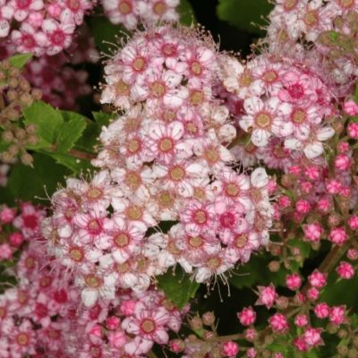 Спирея японская Манон, С5 Спирея японская Манон, С5 - Dolina-Sad.Ru