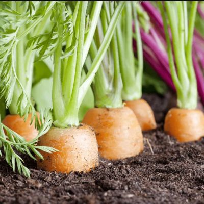 Морковь Нантская 4 фото