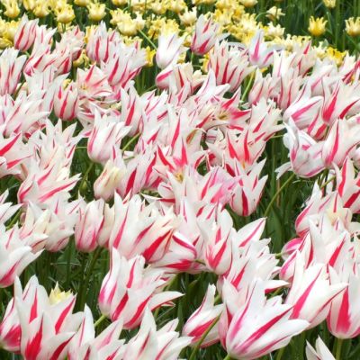 Тюльпан Мэрилин Тюльпан Мэрилин фото