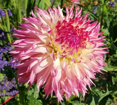 Георгина Пайнлэнд Принцесс (Гиганты) Георгина Пайнлэнд Принцесс (Гиганты) фото