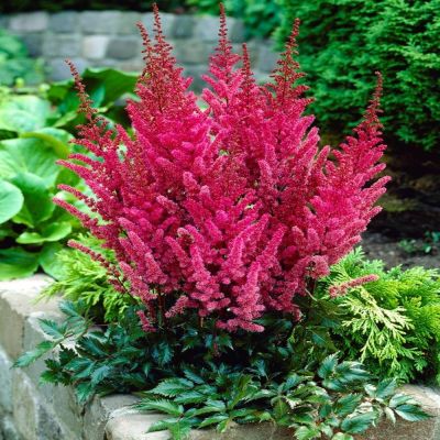 Астильба Файерберри Астильба Файерберри - Dolina-Sad.Ru