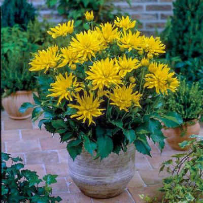 Георгина Мюнхен фото